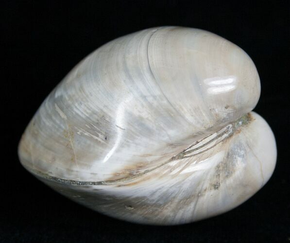 Polished Fossil Clam - Large Size #5204